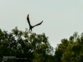 Aguila ratonera - Buteo buteo - Busardo ratonero