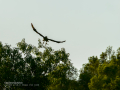 Aguila ratonera - Buteo buteo - Busardo ratonero