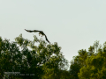 Aguila ratonera - Buteo buteo - Busardo ratonero