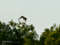 Aguila ratonera - Buteo buteo - Busardo ratonero