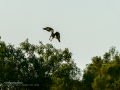Aguila ratonera - Buteo buteo - Busardo ratonero