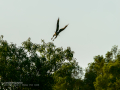 Aguila ratonera - Buteo buteo - Busardo ratonero