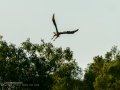 Aguila ratonera - Buteo buteo - Busardo ratonero