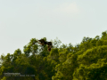 Aguila ratonera - Buteo buteo - Busardo ratonero