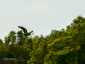 Aguila ratonera - Buteo buteo - Busardo ratonero