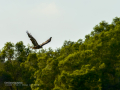 Aguila ratonera - Buteo buteo - Busardo ratonero
