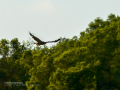 Aguila ratonera - Buteo buteo - Busardo ratonero