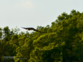 Aguila ratonera - Buteo buteo - Busardo ratonero