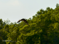 Aguila ratonera - Buteo buteo - Busardo ratonero