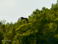 Aguila ratonera - Buteo buteo - Busardo ratonero