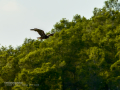 Aguila ratonera - Buteo buteo - Busardo ratonero