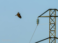 Aguila ratonera - Buteo buteo - Busardo ratonero