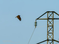 Aguila ratonera - Buteo buteo - Busardo ratonero