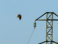 Aguila ratonera - Buteo buteo - Busardo ratonero