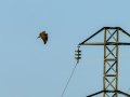 Aguila ratonera - Buteo buteo - Busardo ratonero