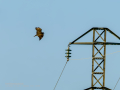 Aguila ratonera - Buteo buteo - Busardo ratonero