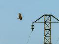 Aguila ratonera - Buteo buteo - Busardo ratonero