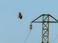 Aguila ratonera - Buteo buteo - Busardo ratonero
