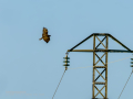 Aguila ratonera - Buteo buteo - Busardo ratonero