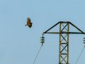 Aguila ratonera - Buteo buteo - Busardo ratonero