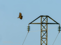 Aguila ratonera - Buteo buteo - Busardo ratonero