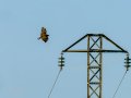 Aguila ratonera - Buteo buteo - Busardo ratonero