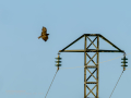 Aguila ratonera - Buteo buteo - Busardo ratonero