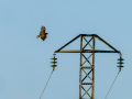 Aguila ratonera - Buteo buteo - Busardo ratonero