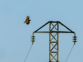 Aguila ratonera - Buteo buteo - Busardo ratonero