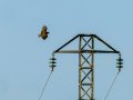 Aguila ratonera - Buteo buteo - Busardo ratonero