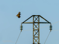Aguila ratonera - Buteo buteo - Busardo ratonero