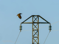 Aguila ratonera - Buteo buteo - Busardo ratonero