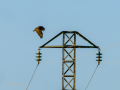 Aguila ratonera - Buteo buteo - Busardo ratonero