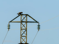 Aguila ratonera - Buteo buteo - Busardo ratonero