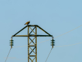Aguila ratonera - Buteo buteo - Busardo ratonero