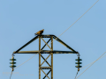 Aguila ratonera - Buteo buteo - Busardo ratonero