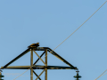 Aguila ratonera - Buteo buteo - Busardo ratonero