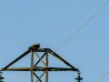 Aguila ratonera - Buteo buteo - Busardo ratonero