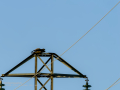 Aguila ratonera - Buteo buteo - Busardo ratonero