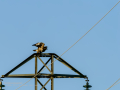 Aguila ratonera - Buteo buteo - Busardo ratonero