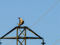 Aguila ratonera - Buteo buteo - Busardo ratonero