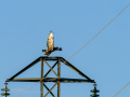Aguila ratonera - Buteo buteo - Busardo ratonero