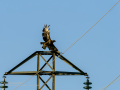 Aguila ratonera - Buteo buteo - Busardo ratonero
