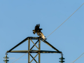 Aguila ratonera - Buteo buteo - Busardo ratonero