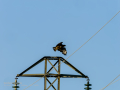 Aguila ratonera - Buteo buteo - Busardo ratonero