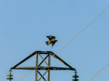Aguila ratonera - Buteo buteo - Busardo ratonero