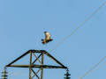 Aguila ratonera - Buteo buteo - Busardo ratonero