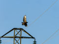 Aguila ratonera - Buteo buteo - Busardo ratonero