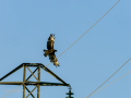 Aguila ratonera - Buteo buteo - Busardo ratonero