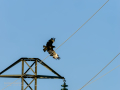 Aguila ratonera - Buteo buteo - Busardo ratonero